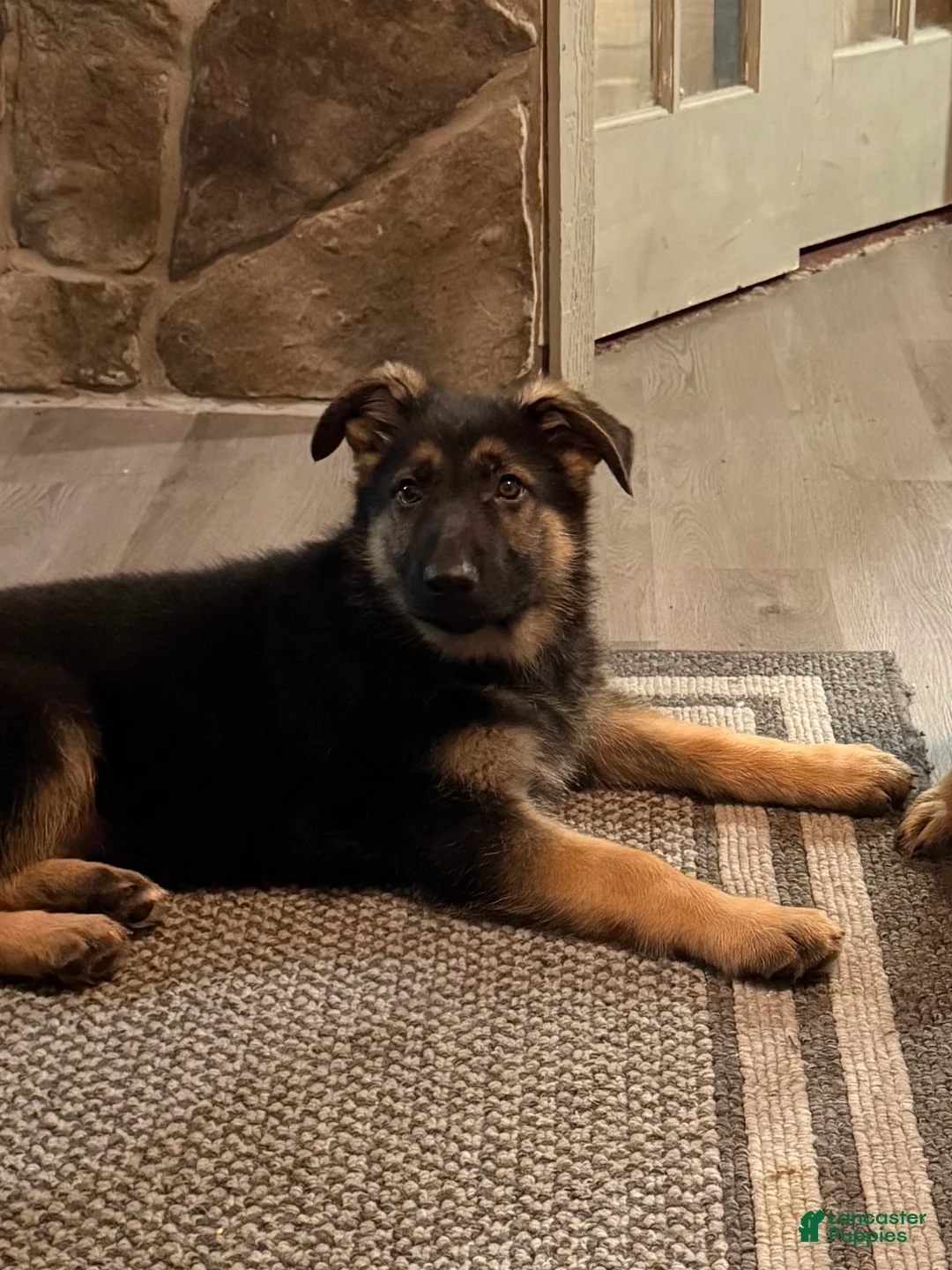 German Shepherd dogs for sale: German Shepherd Puppy 2 - Ad 1