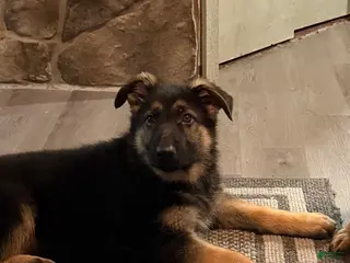 German Shepherd dogs German Shepherd Puppy 2 - Ad 37