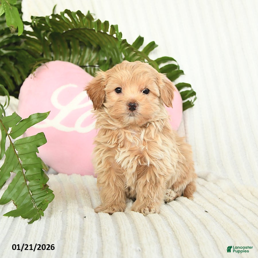 Mixed Breed dogs Landon - Ad 36