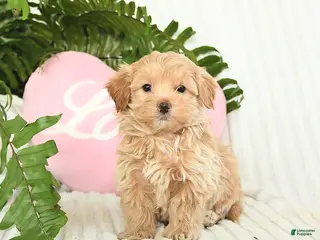 Mixed Breed dogs Landon - Ad 38