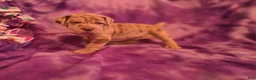 Mixed Breed dogs for sale: Daphne - Ad 3