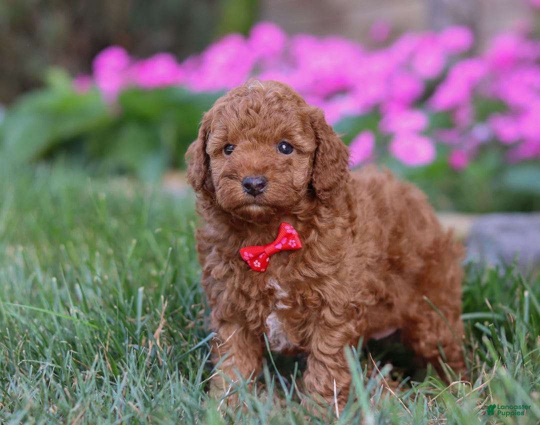Miniature Poodle dogs for sale: Winston - Ad 9