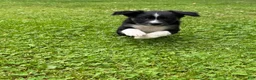 Australian Shepherd dogs for sale: Puppy 3 - Ad 3