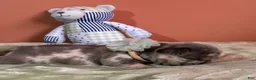 French Bulldog dogs for sale: French Bulldog 3 - Ad 7