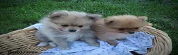 Pomeranian dogs for sale: Randy - Ad 4
