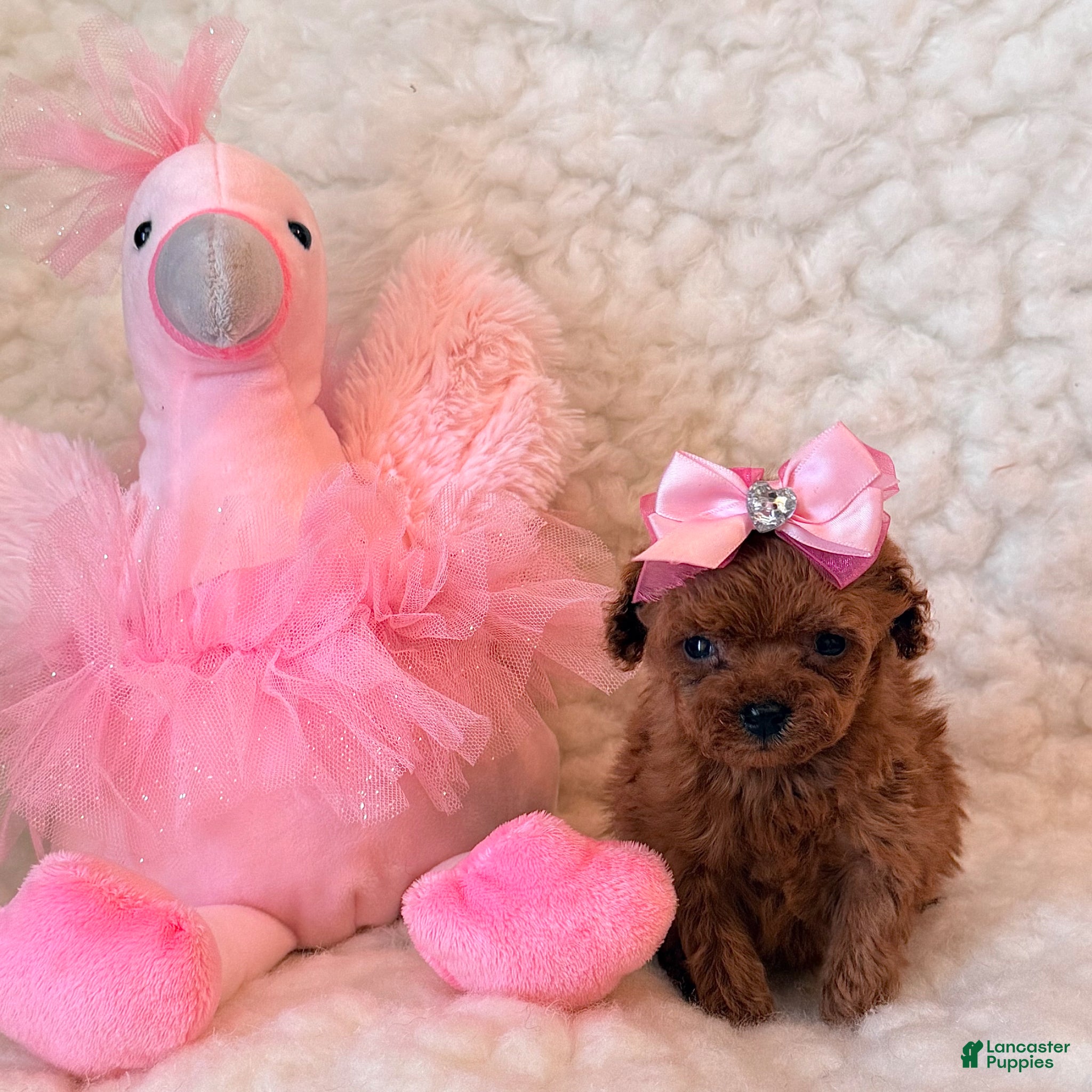 Toy Poodle dogs for sale: Baby girl teacup - Ad 4