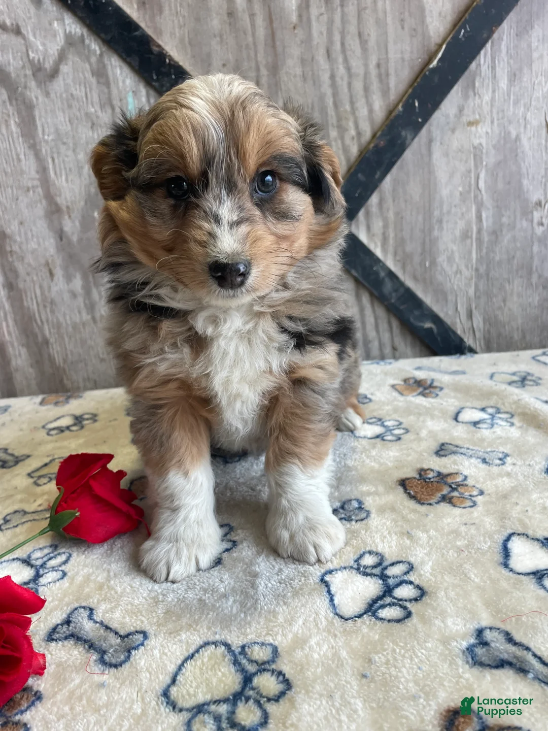 Corgipoo dogs for sale: Weston - Ad 1