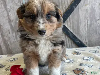 Corgipoo dogs Weston - Ad 9