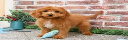 Cavapoo dogs for sale: Boone - Ad 7