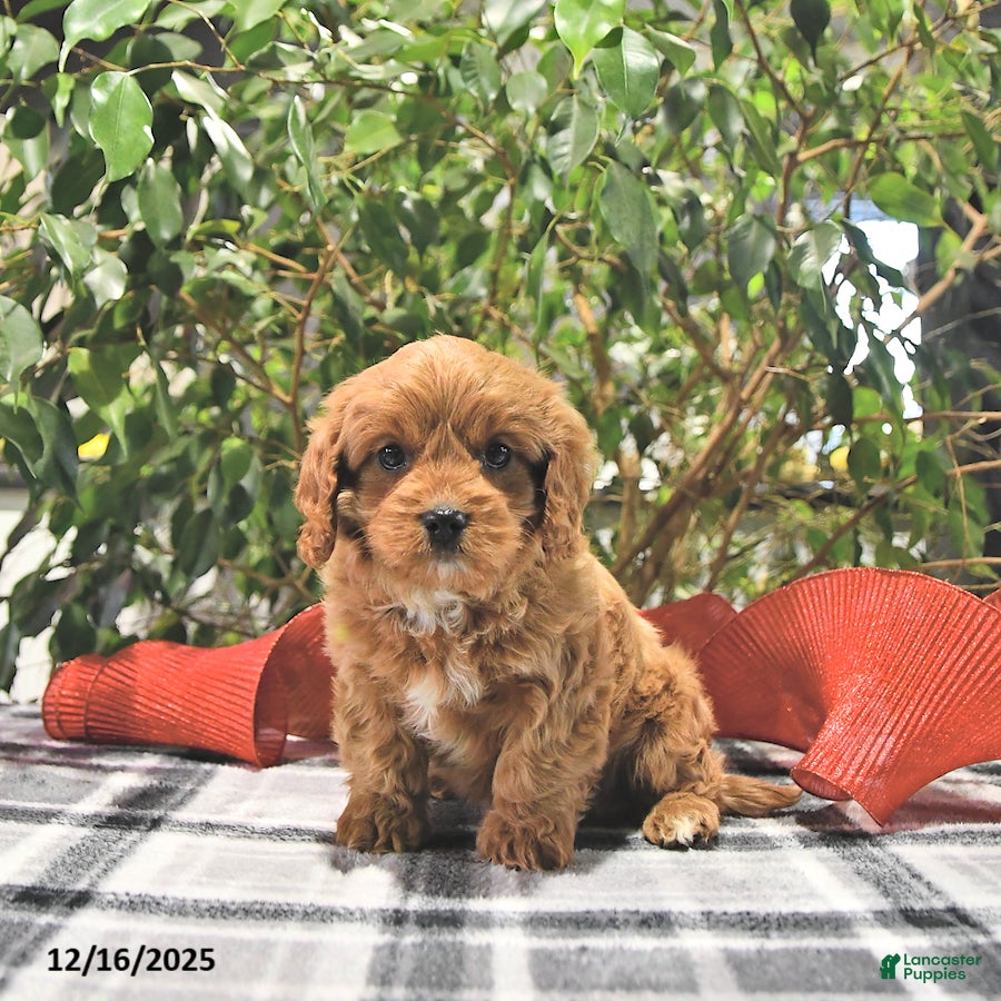 Cavapoo dogs Coco - Ad 28