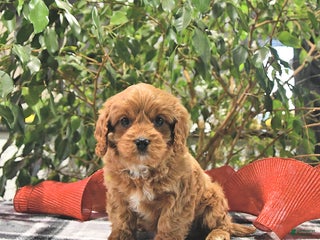 Cavapoo dogs Coco - Ad 2