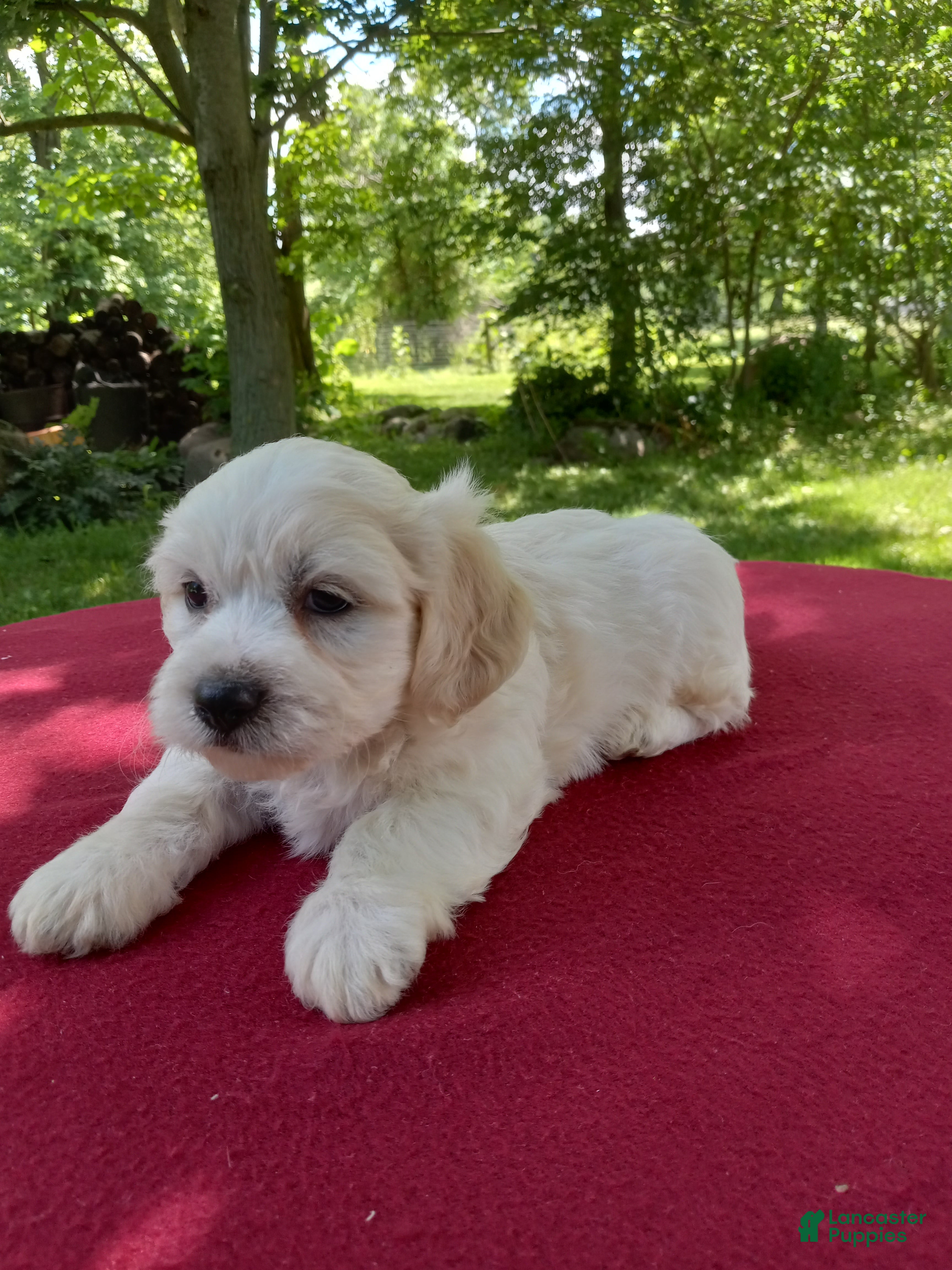 Teddy Bear dogs Oliver - Ad 1