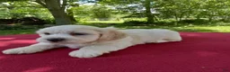 Teddy Bear dogs for sale: Oliver - Ad 1