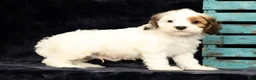 Cavapoo dogs for sale: Kendall - Ad 8