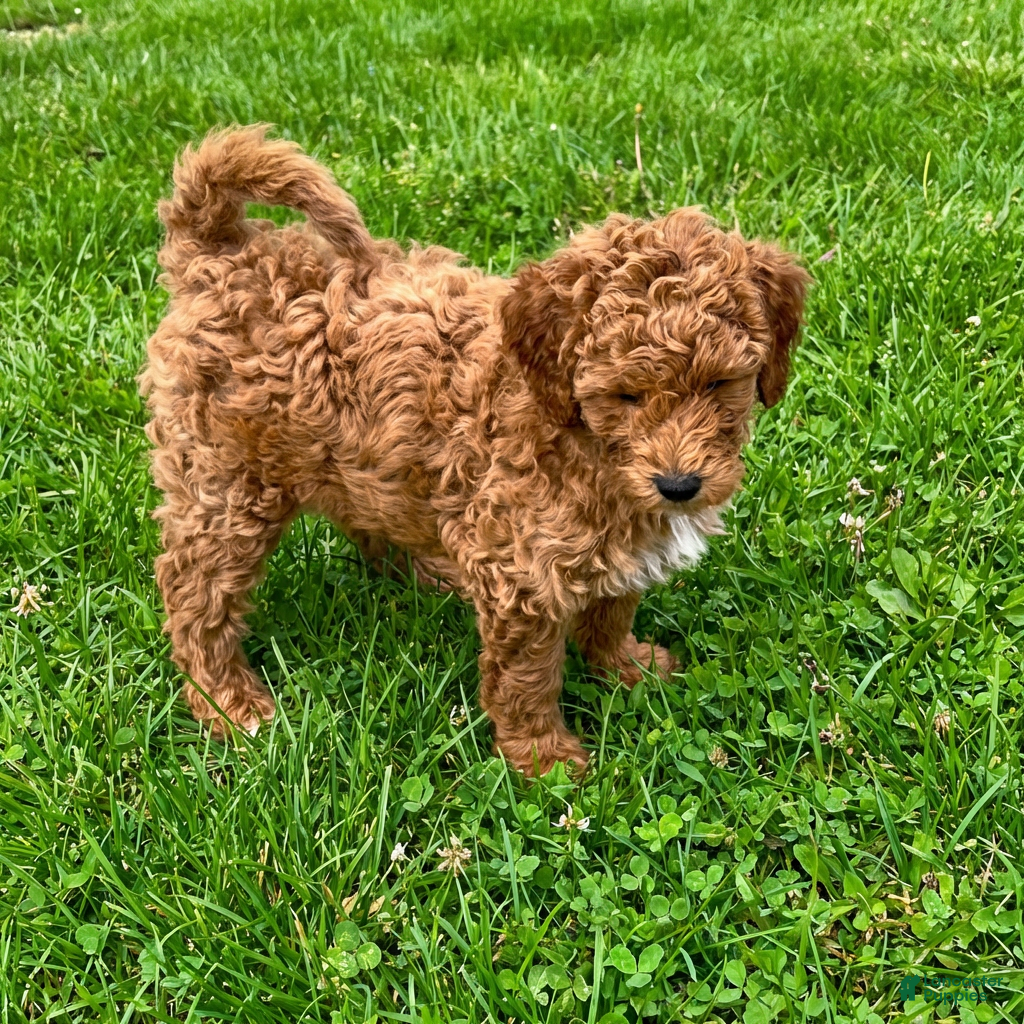 Goldendoodle dogs Bella - Ad 37