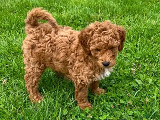 Goldendoodle dogs Bella - Ad 37