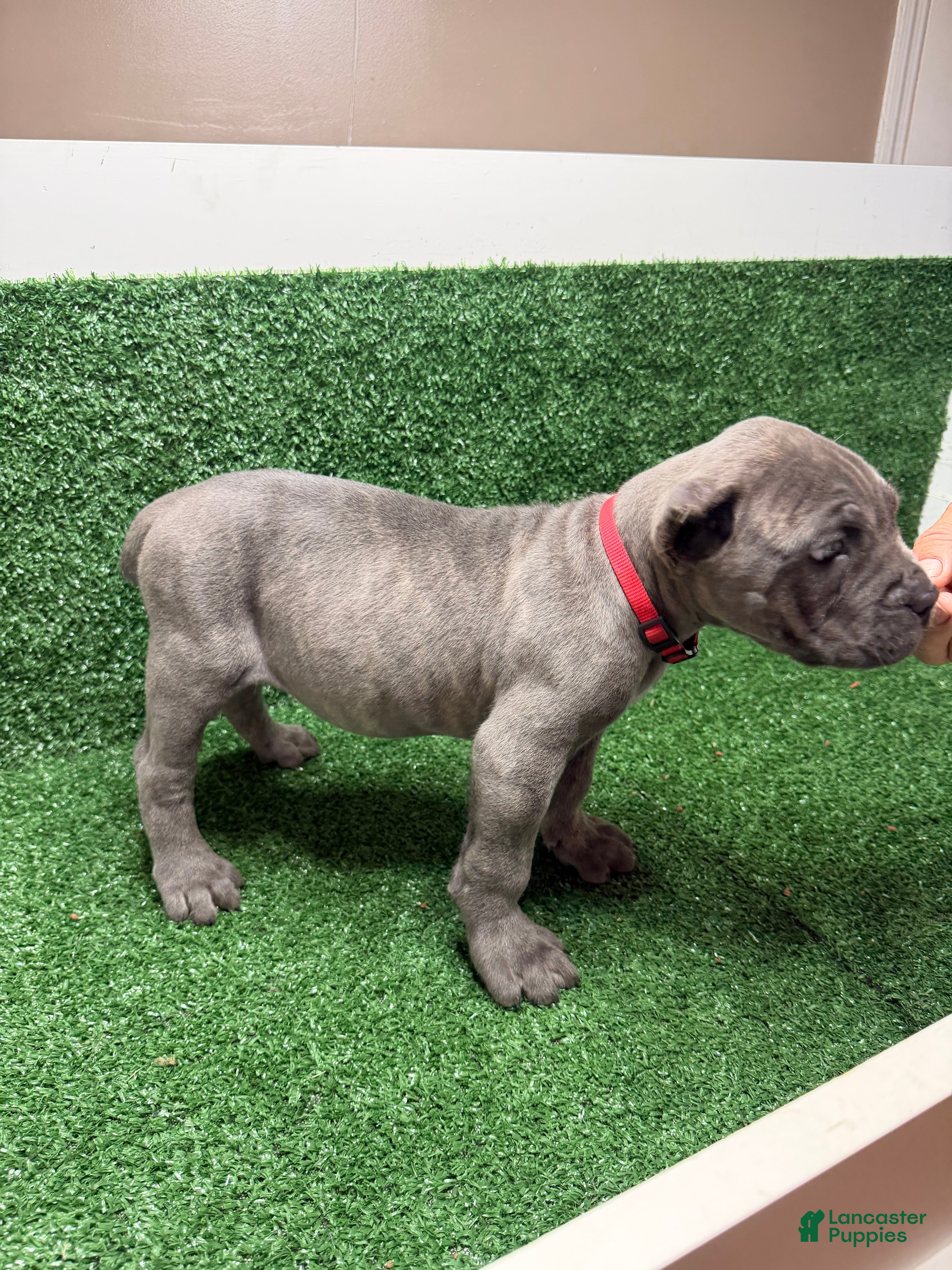 Cane Corso dogs Red - Ad 2