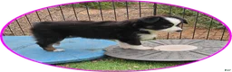 Australian Shepherd dogs for sale: Dawn - Ad 2