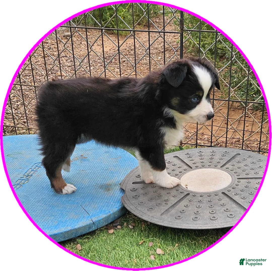 Australian Shepherd dogs for sale: Dawn - Ad 2