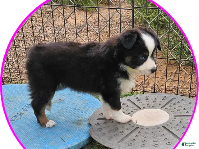 Australian Shepherd dogs Dawn - Ad 2