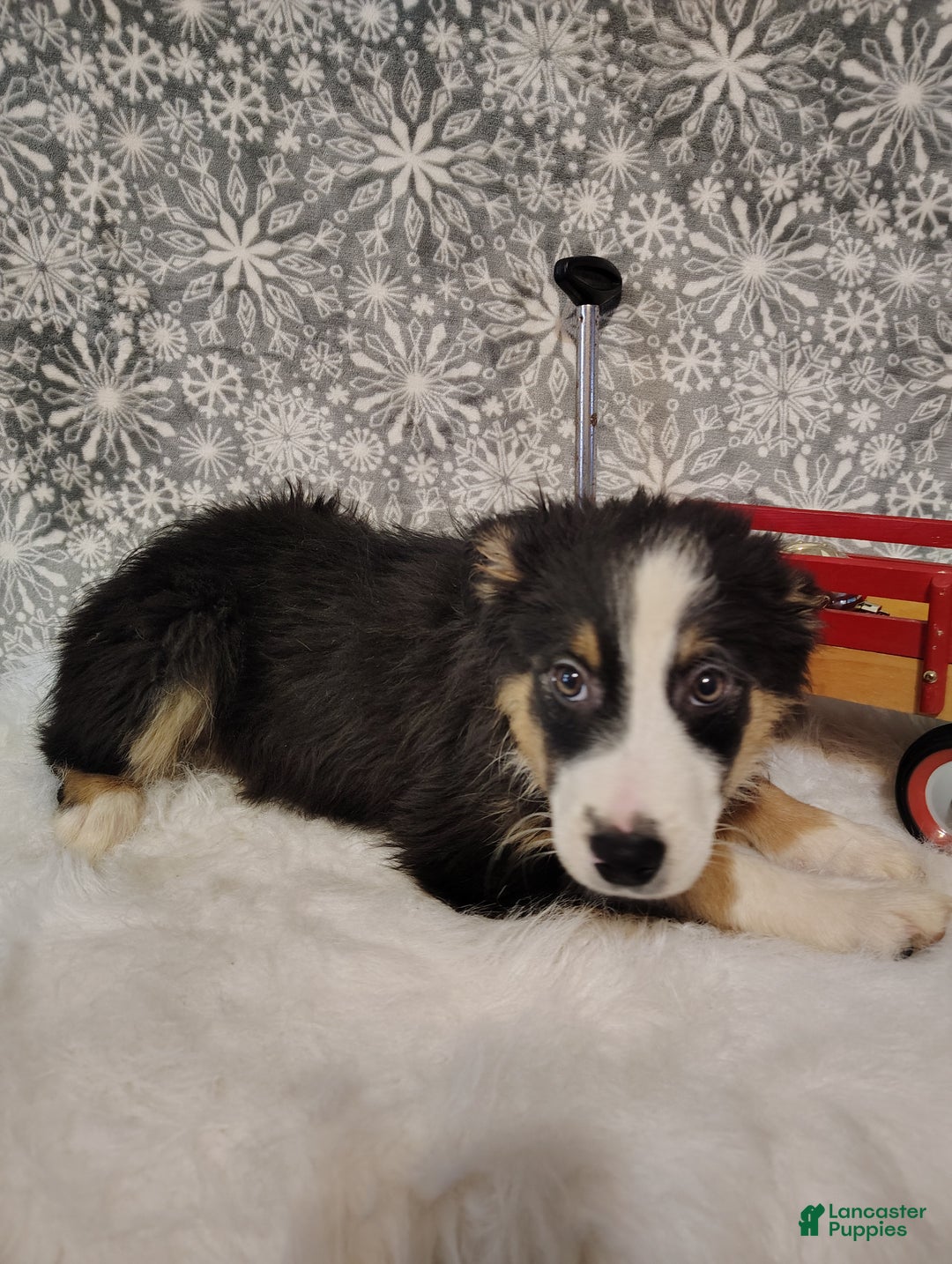Australian Shepherd dogs for sale: Cookie - Ad 4