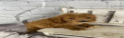 Cockapoo dogs for sale: Puck - Ad 6