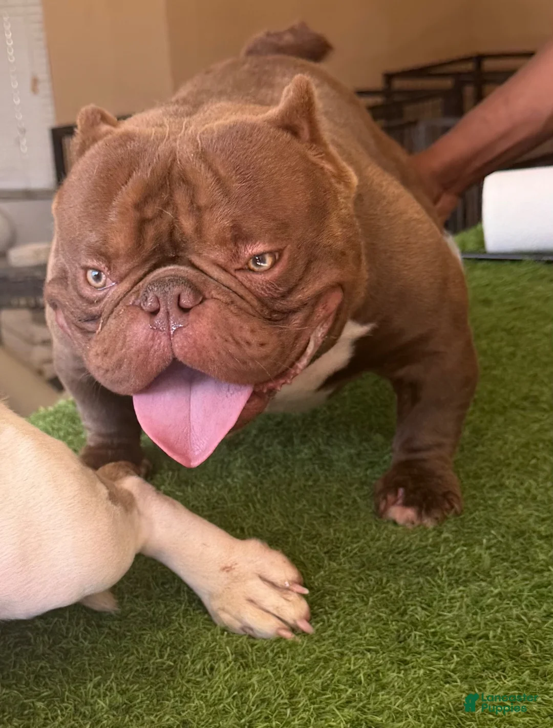 American Bully dogs for sale: American Bully 1 - Ad 2