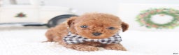 Toy Poodle dogs for sale: Gingerbread - Ad 2