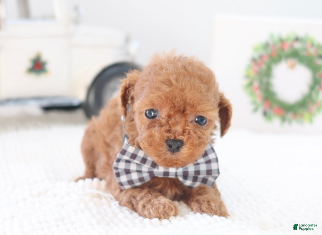 Toy Poodle dogs for sale: Gingerbread - Ad 2