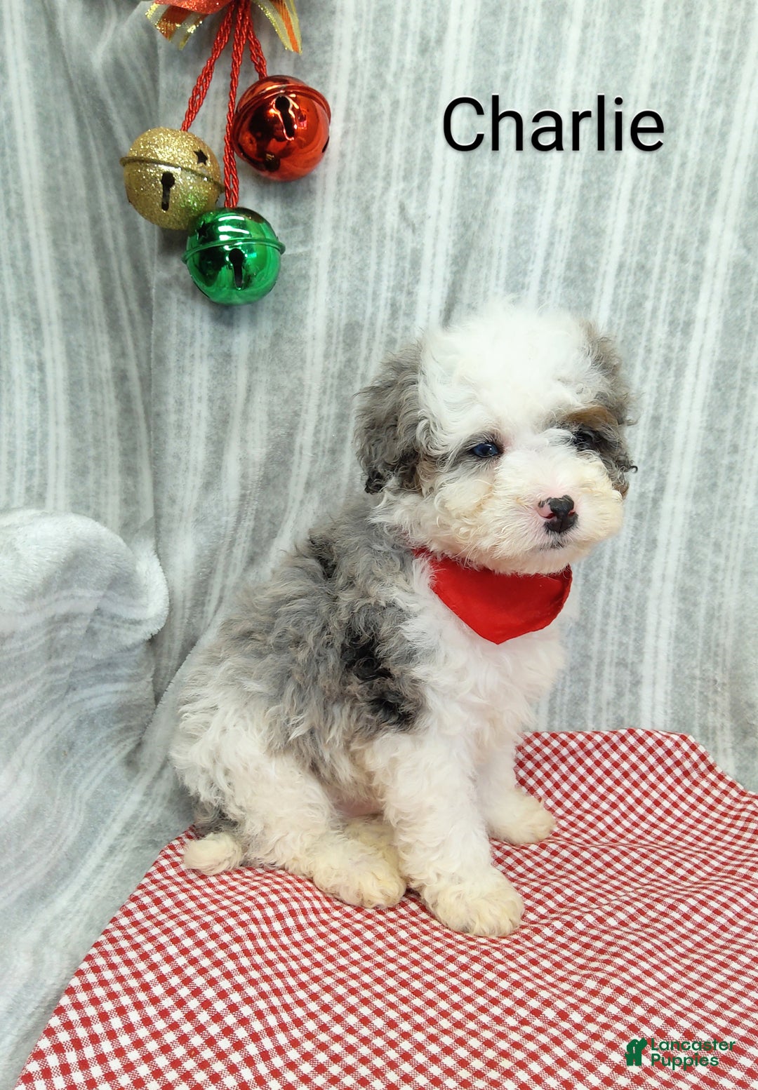Mini Bernedoodle dogs for sale: Charlie - Ad 7