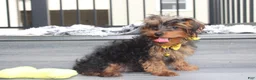 Yorkiepoo dogs for sale: Enzo - Ad 3