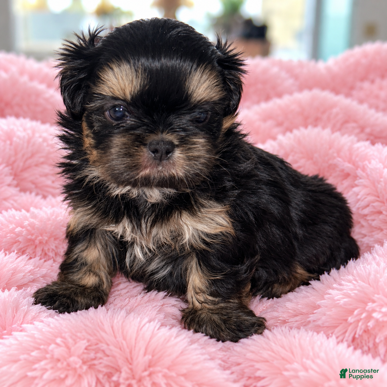 Shih Tzu dogs Reba - Ad 1