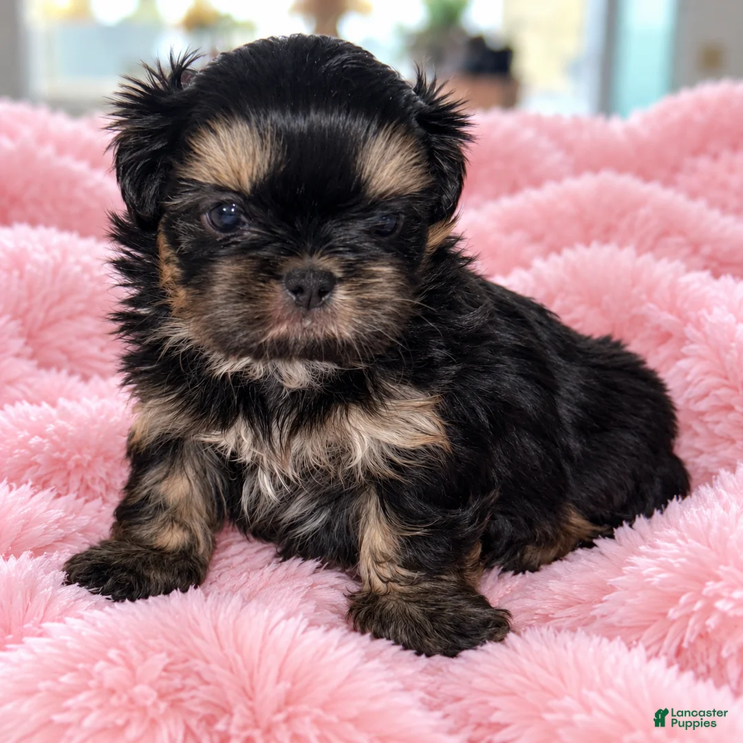 Shih Tzu dogs for sale: Reba - Ad 1