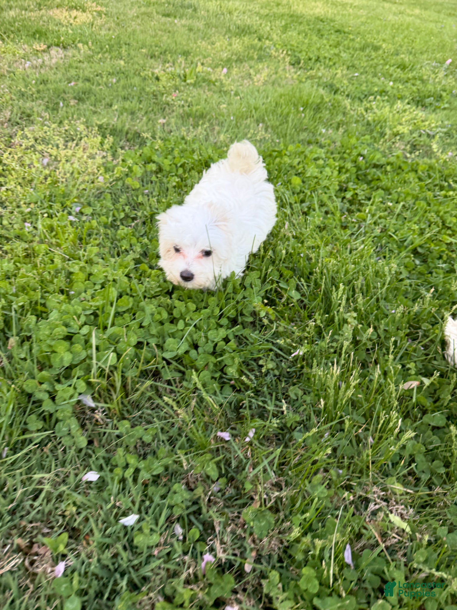 Maltipoo dogs for sale: Maltipoo Puppy 1 - Ad 2
