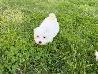 Maltipoo dogs for sale: Maltipoo Puppy 1 - Ad 2