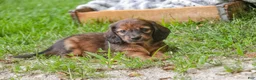 Miniature Dachshund dogs for sale: Annie Miniature Dachshund  - Ad 10