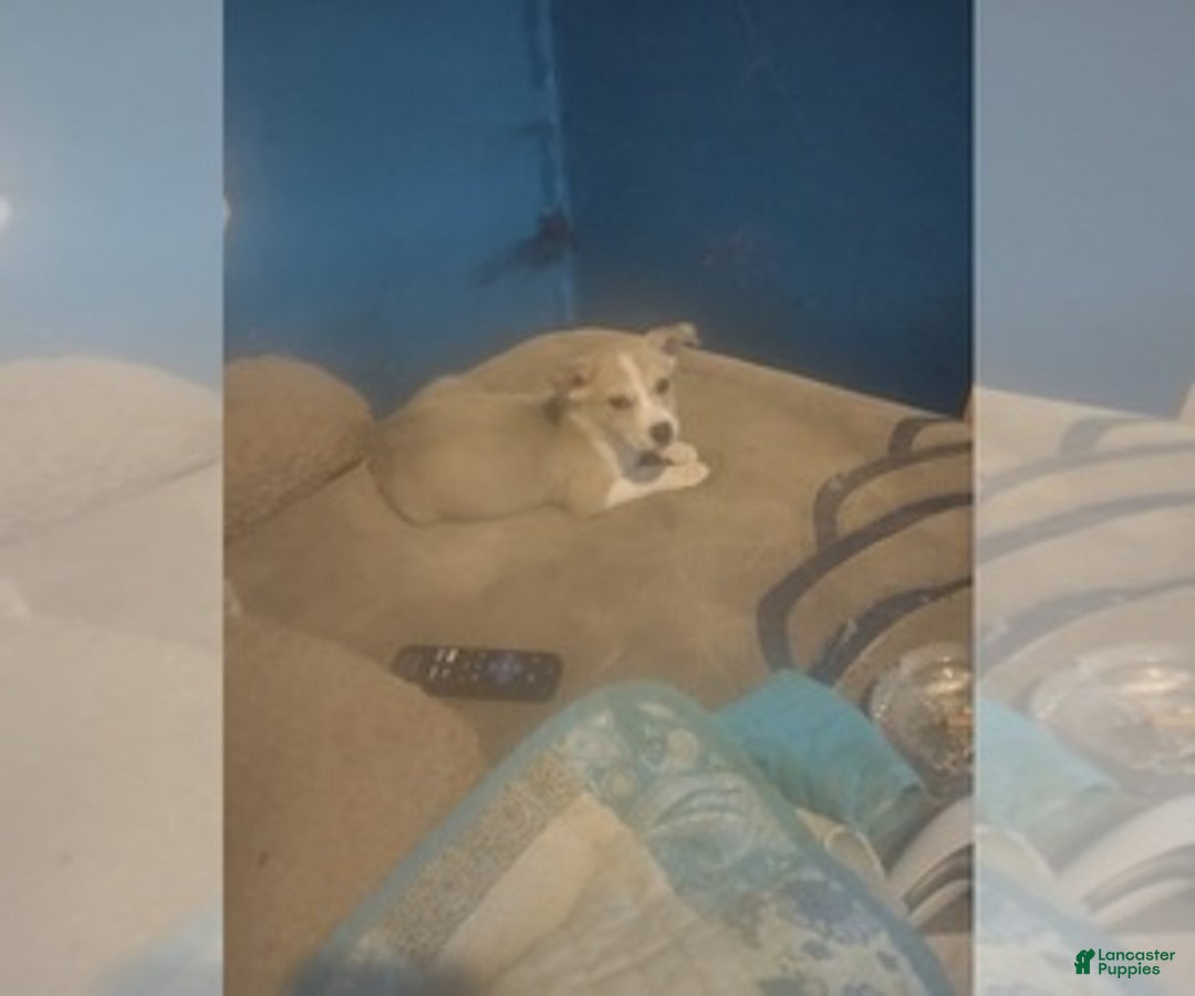 Gallery Image {{count}}