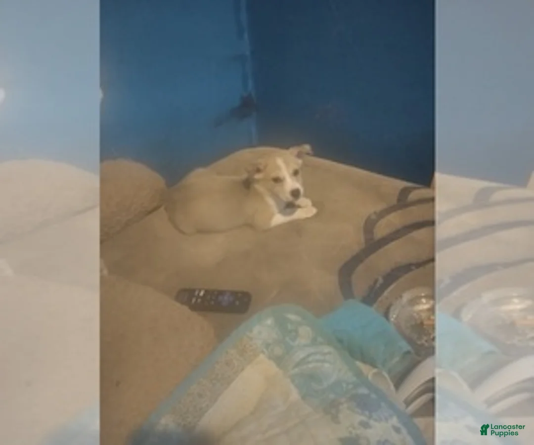 Gallery Image {{count}}