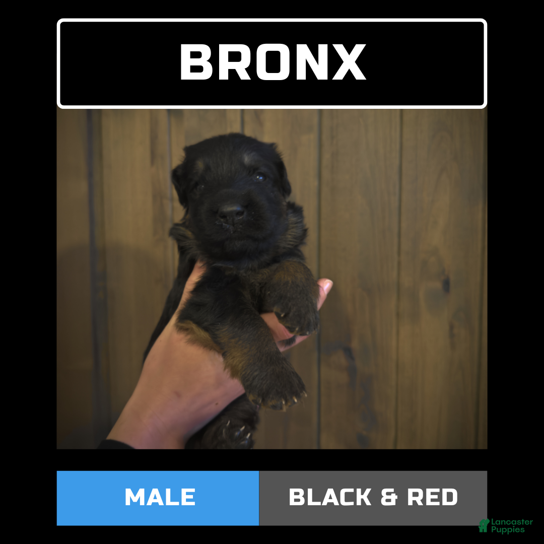 German Shepherd dogs Bronx - Ad 15