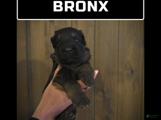 German Shepherd dogs Bronx - Ad 24
