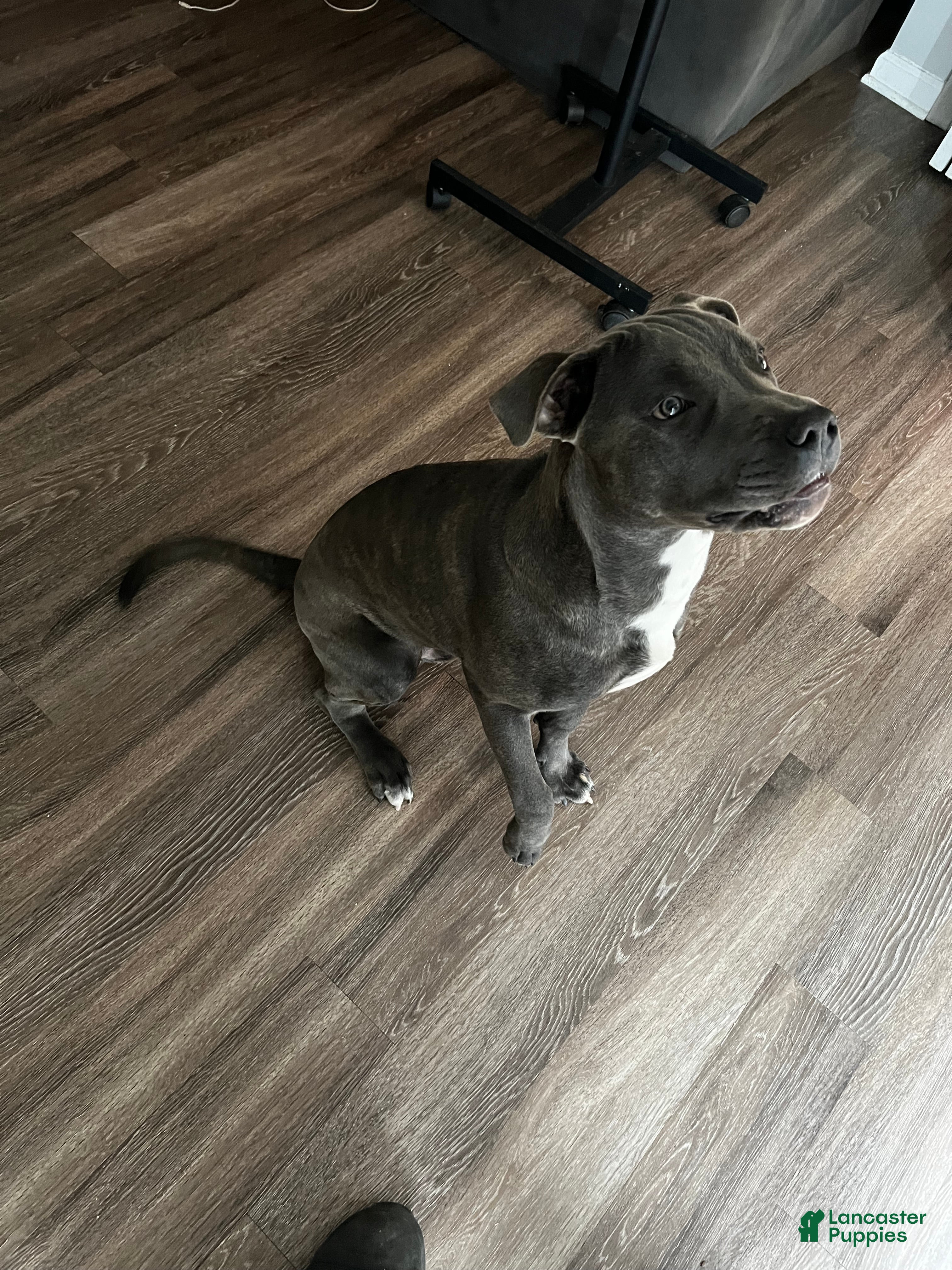 Mixed Breed dogs Mixed Breed Puppy 1 - Ad 37