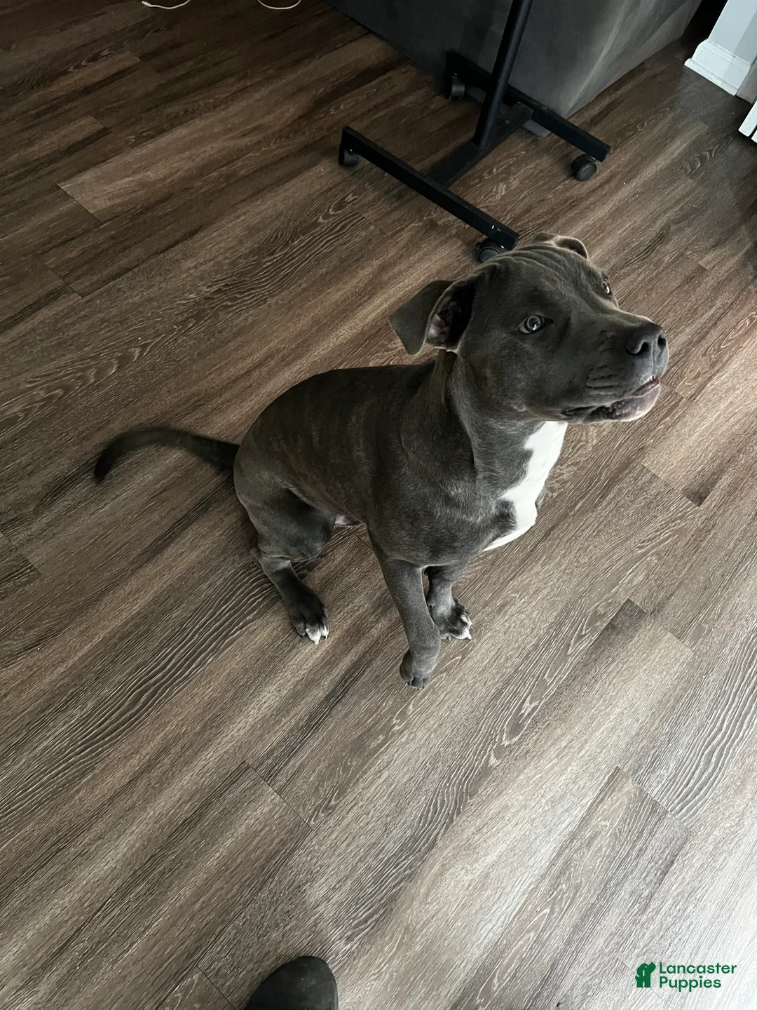 Mixed Breed dogs for sale: Mixed Breed Puppy 1 - Ad 1