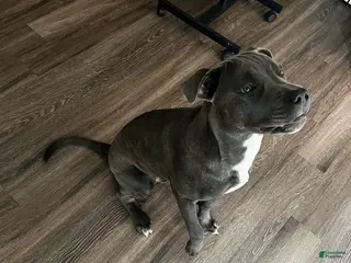 Mixed Breed dogs Mixed Breed Puppy 1 - Ad 6