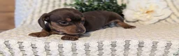 Miniature Dachshund dogs for sale: Zoey - Ad 8