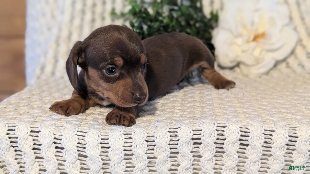 Miniature Dachshund dogs for sale: Zoey - Ad 8