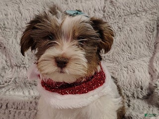 Yorkiepoo dogs Humphrey - Ad 7