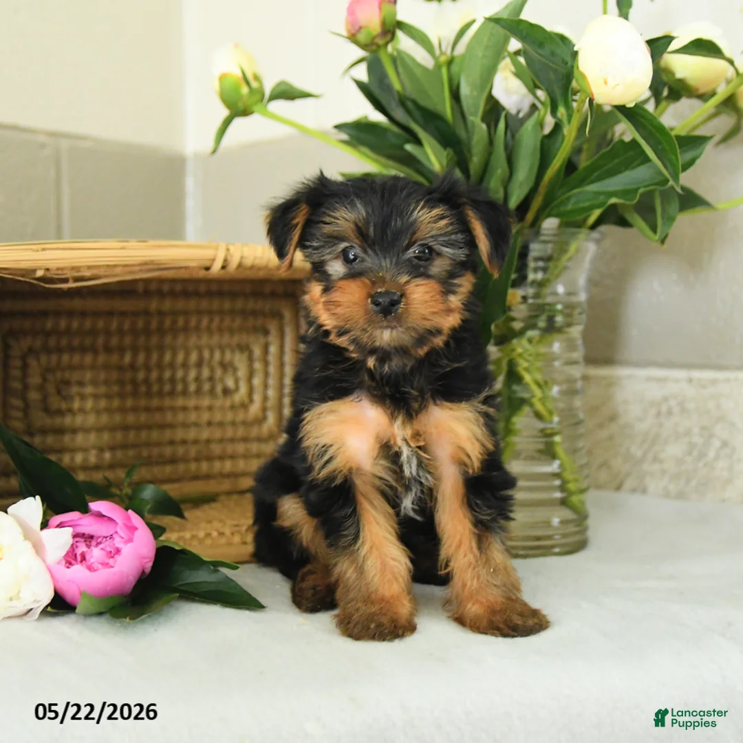 Yorkshire Terrier dogs for sale: Echo - Ad 1