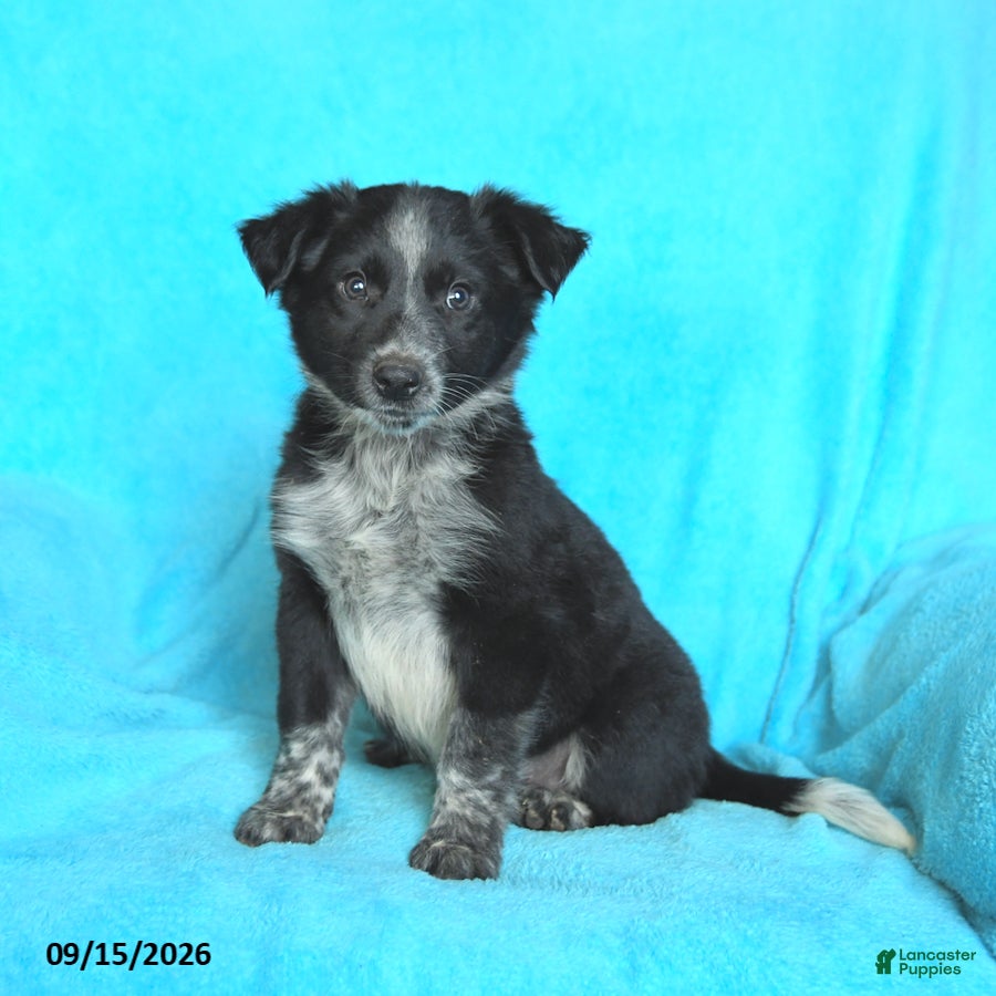 Mixed Breed dogs Junior - Ad 1