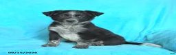 Mixed Breed dogs for sale: Junior - Ad 1
