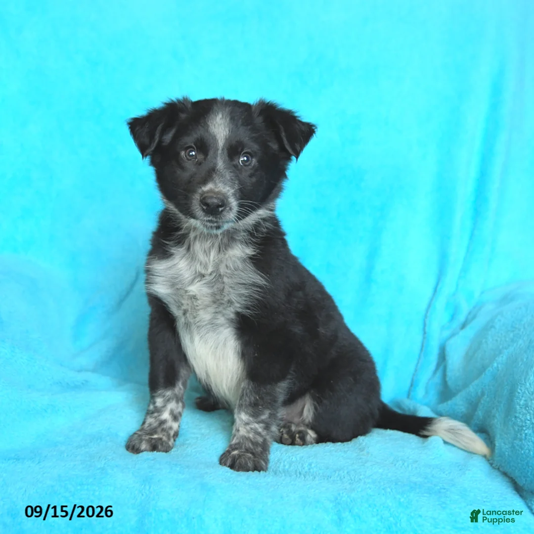 Mixed Breed dogs for sale: Junior - Ad 1